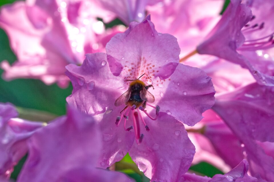 Blossom bloom pink flower