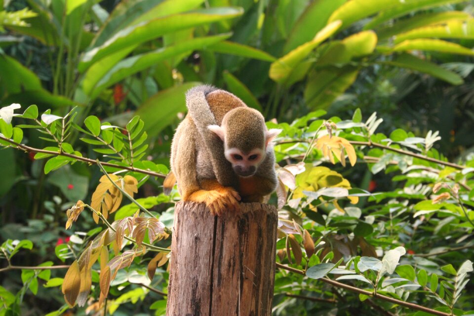 Zoo animal world nature
