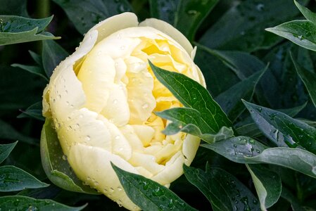 Double flower beautiful plant