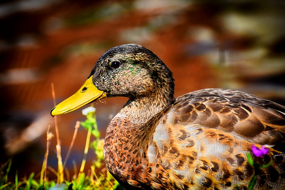 Nature plumage poultry