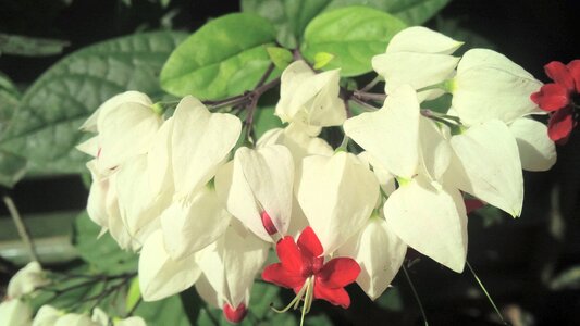 Ivory leaves blossom
