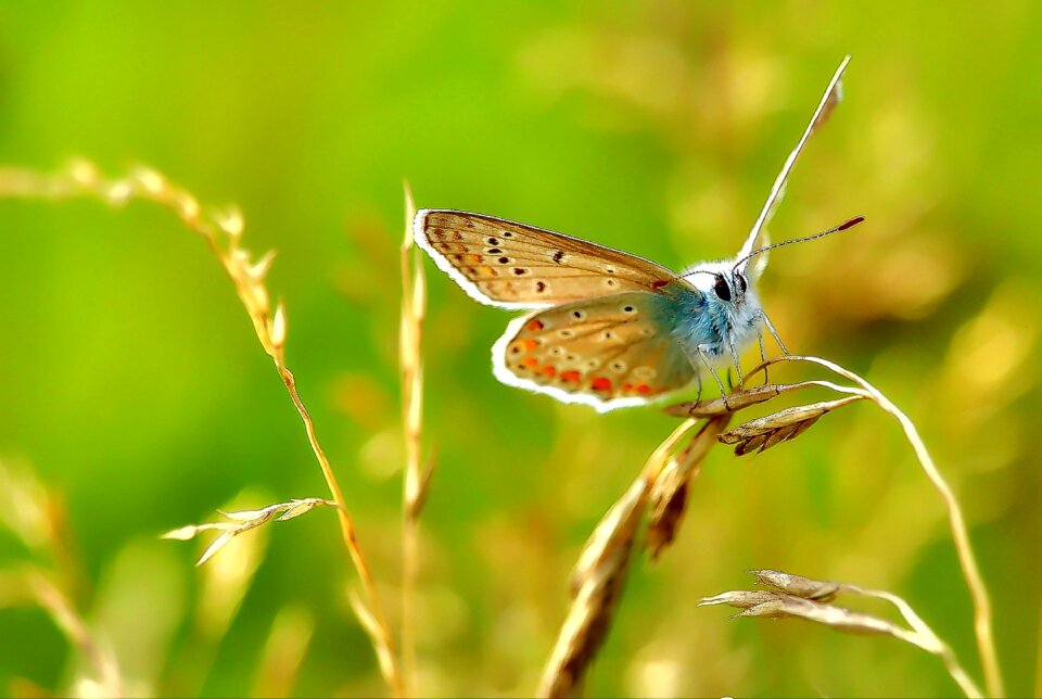 Butterflies insect summer