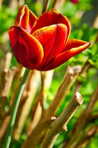 Leaf tulip blossom photo