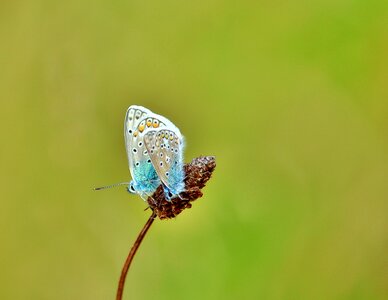 Butterfly insect summer