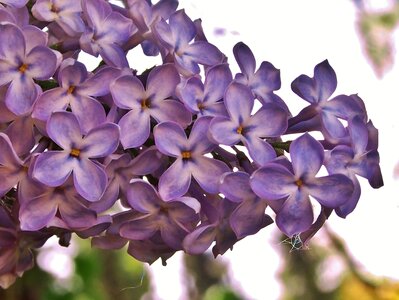 Lilac flower umbel violet photo