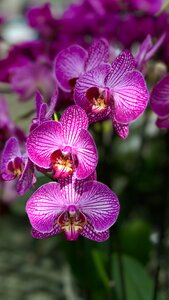 Orchids exotic violet