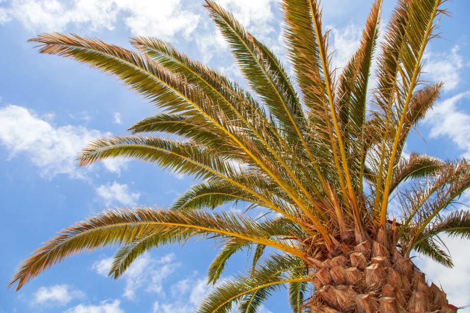 Island palm landscape