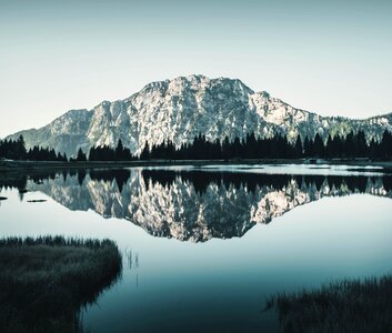 Reflection trees pine tree