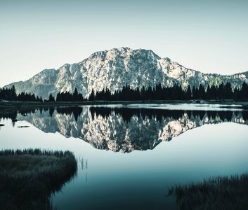 Reflection trees pine tree photo