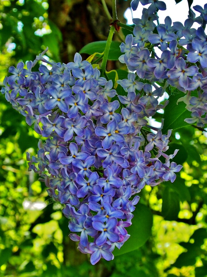 Lilac flower umbel violet photo