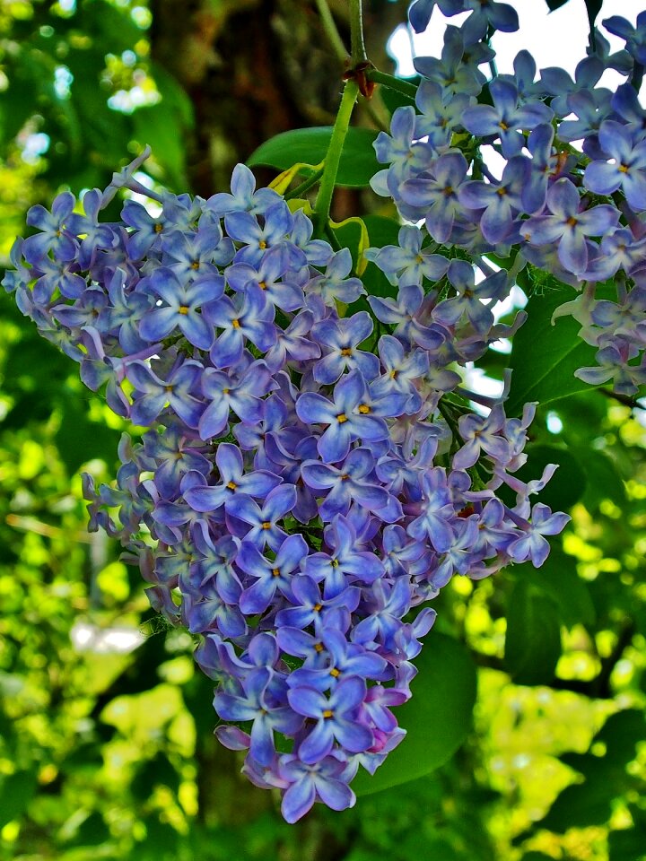 Lilac flower umbel violet
