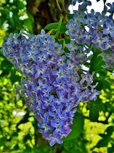 Lilac flower umbel violet