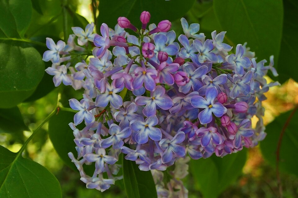 Lilac flower umbel violet