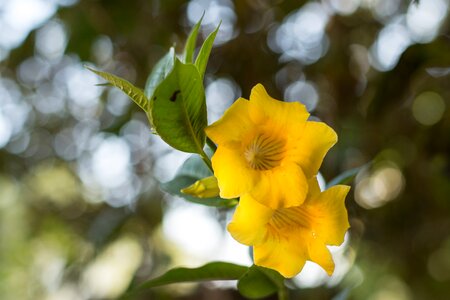 Nature flowering petals yellow