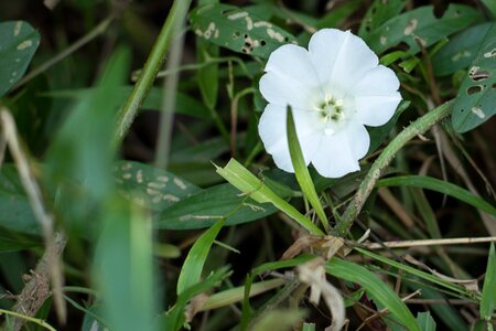 White flowers nature garden