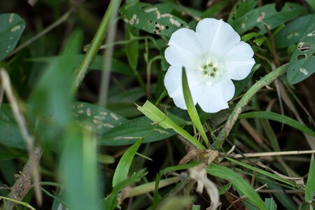 White flowers nature garden photo