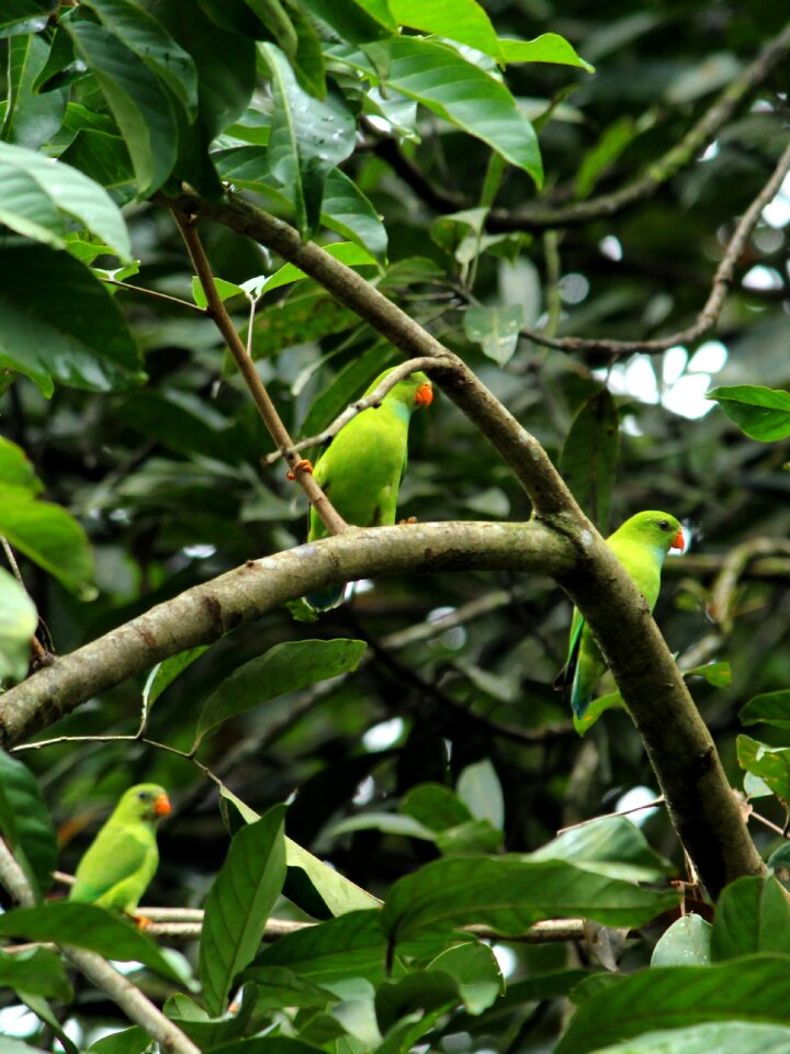 Avian bird parakeet