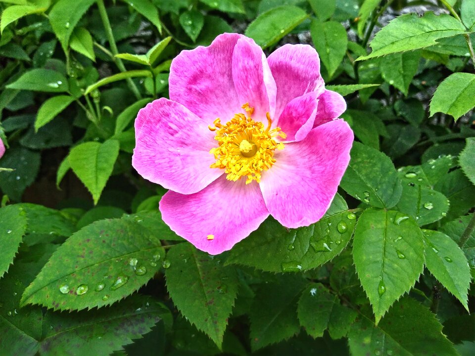 Blossom bloom petals