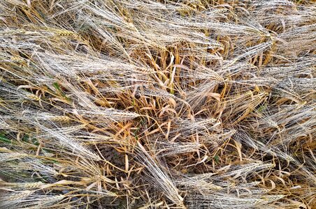 Field cornfield ear