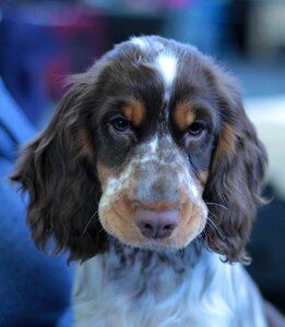 Adorable sweet fur