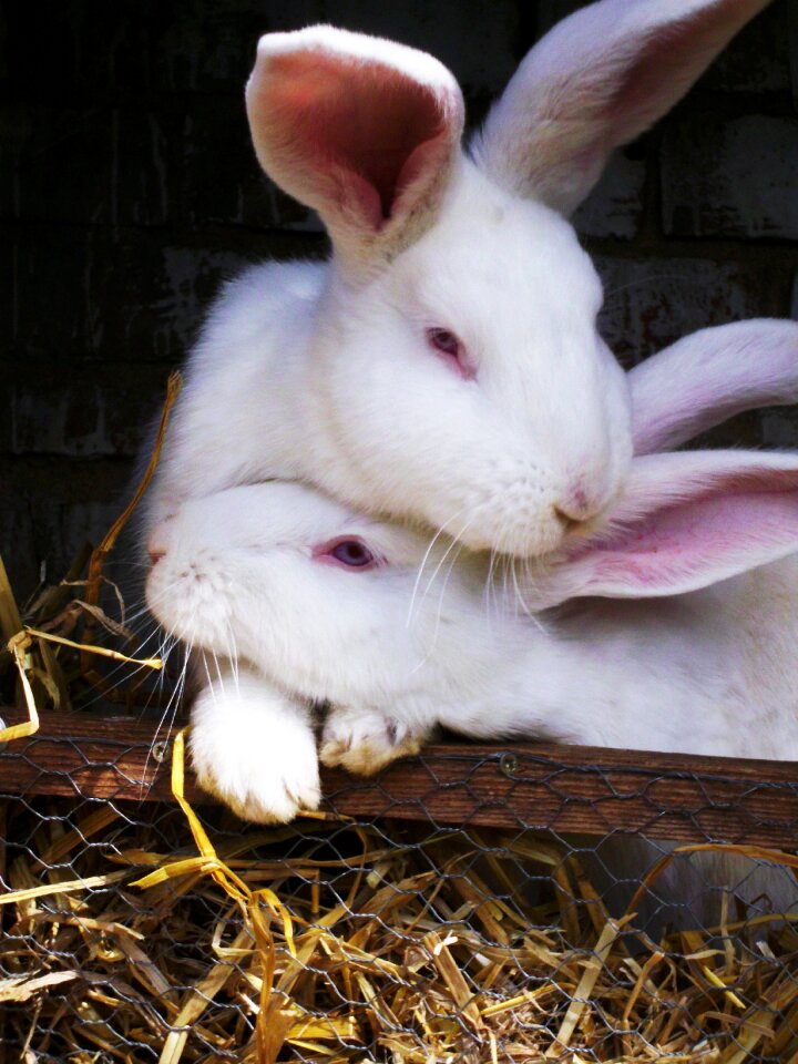 Easter rabbit easter bunny photo