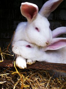 Easter rabbit easter bunny