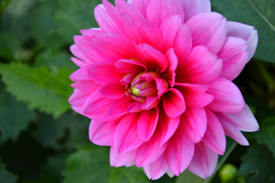 Bloom bloom garden plant