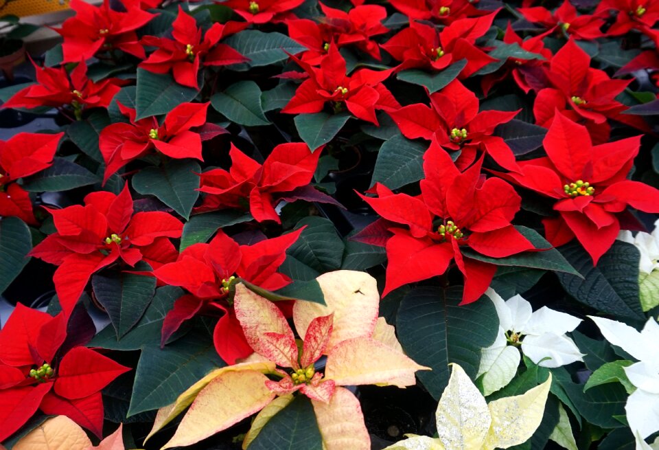 Plant december christmas decoration