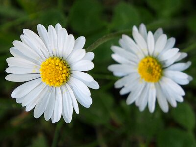 Garden wild meadow