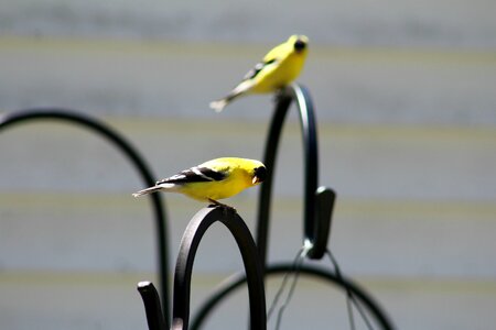 Yellow funny nature