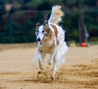 Animal portrait dog portrait racecourse photo
