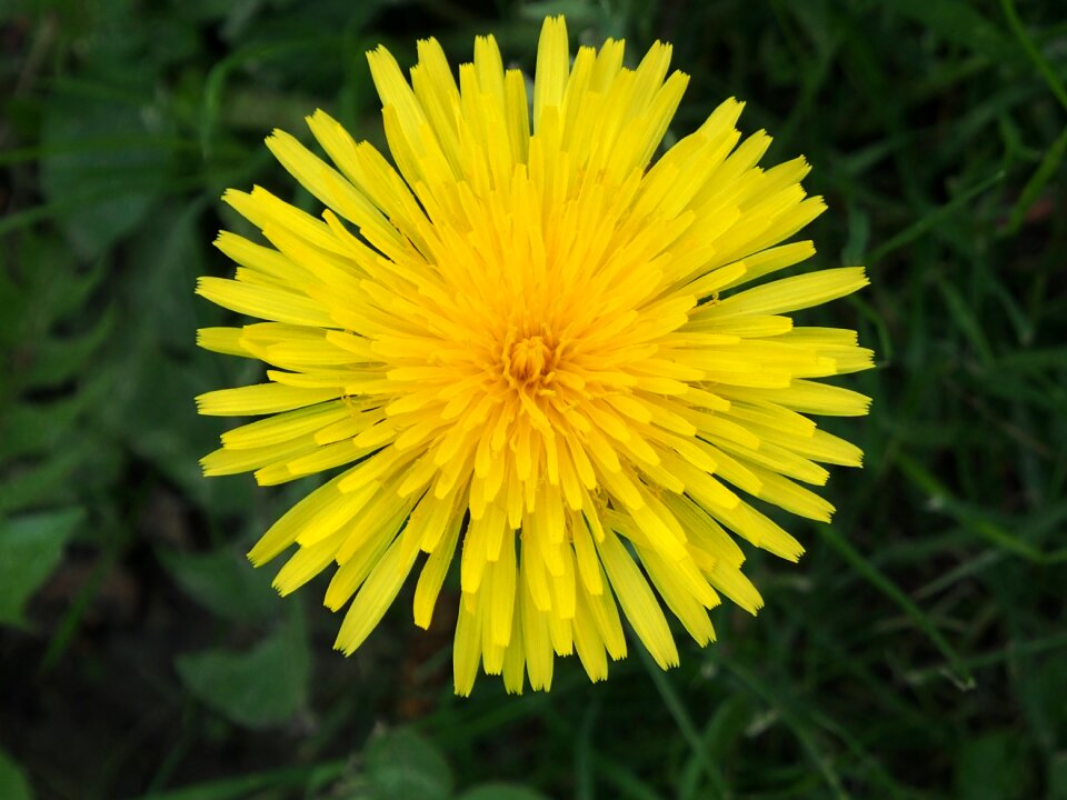 Bloom pointed flower common dandelion