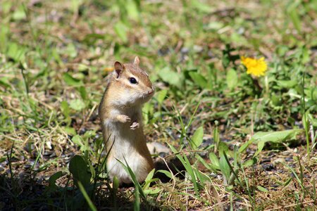 Small outdoor curious