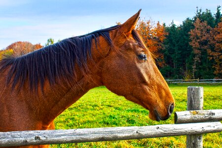 Pasture pasture fence grass photo