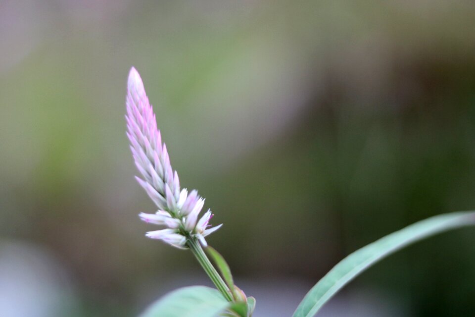 Flower plant outdoor