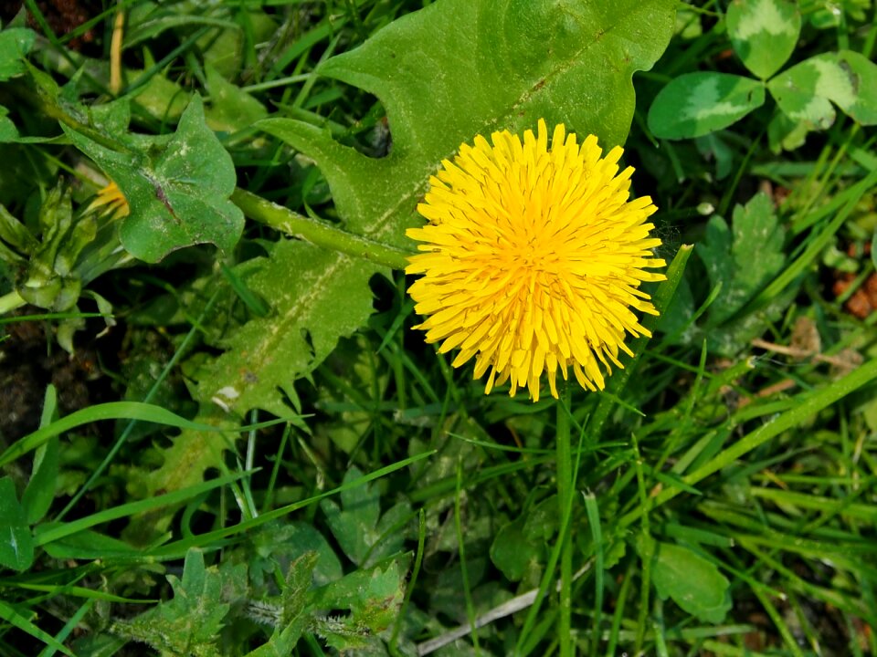 Bloom pointed flower common dandelion
