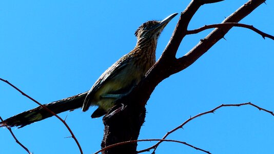 Pen wings pole photo