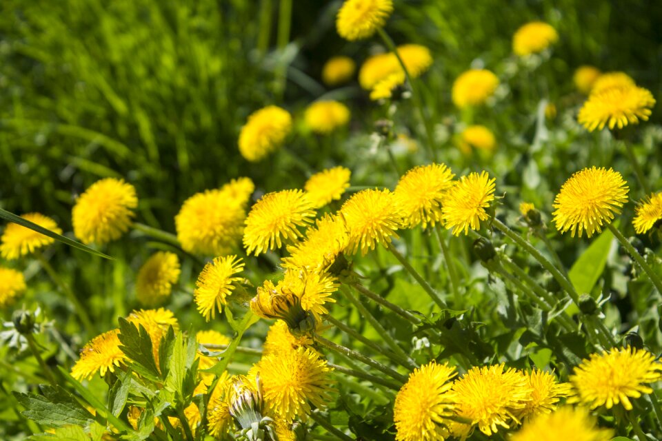 Dandelion meadow flower