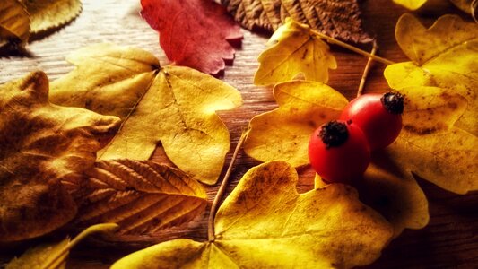 Decoration leaves fall color