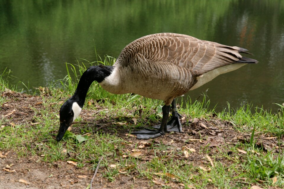 Goose plumage water bird