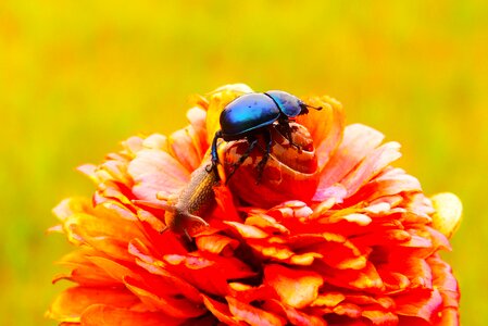 Molluscs flower animals