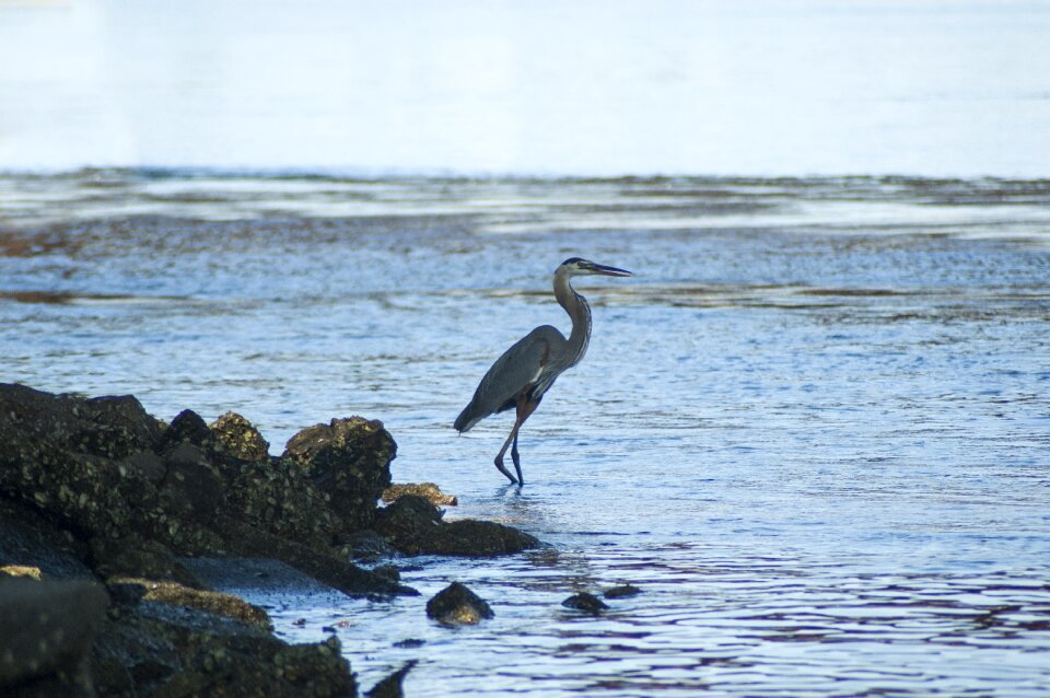 Great blue heron heron wildlife