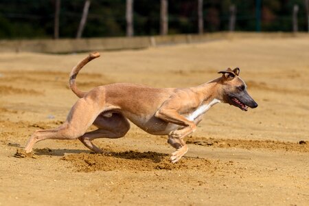 Animal portrait dog portrait racecourse photo