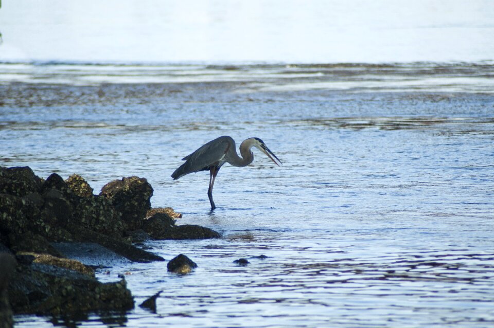 Great blue heron heron wildlife