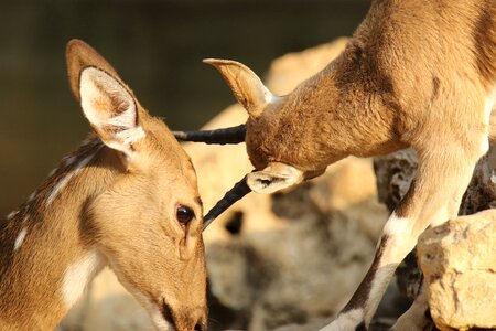 Animal rubbing antlers affection