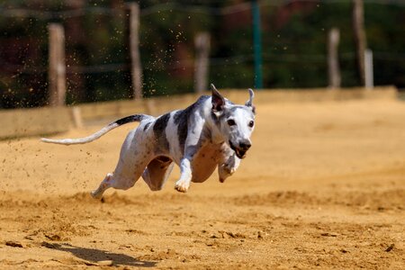 Animal portrait dog portrait racecourse photo