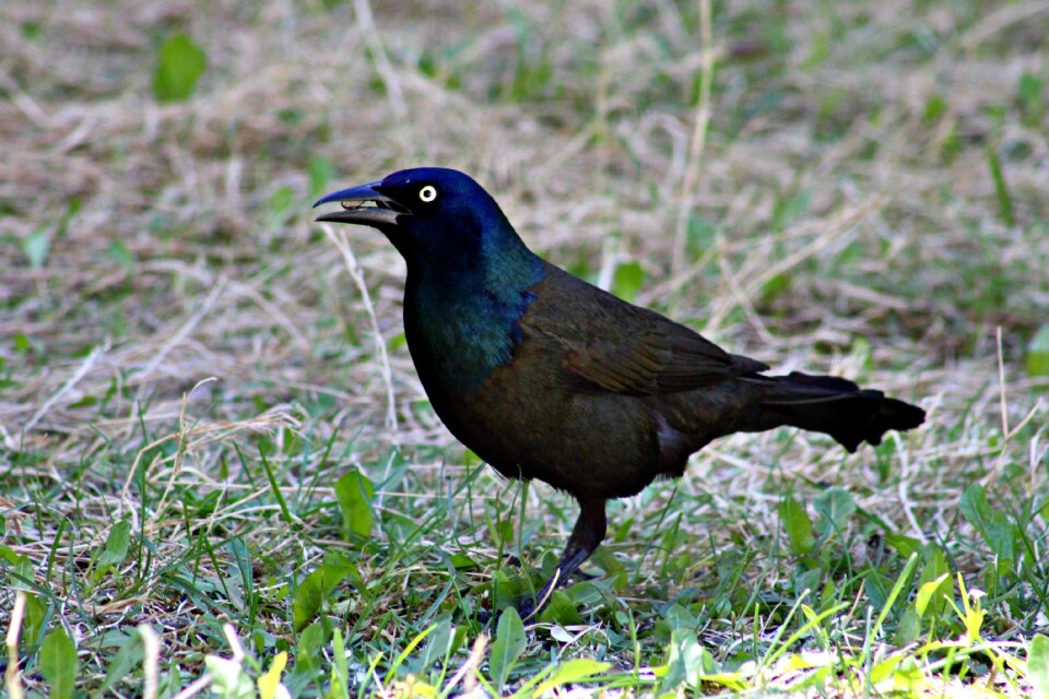 Eye nature wildlife
