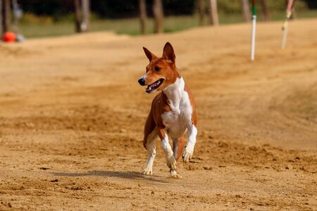 Animal portrait dog portrait racecourse