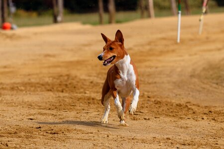 Animal portrait dog portrait racecourse photo