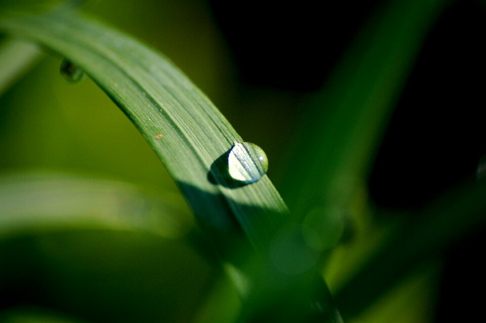 Rain plant grass
